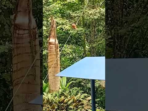 SANTUARIO DE LA VIRGEN EN LA VEREDA EL JORDAN PEREIRA RISARALDA COLOMBIA. 0