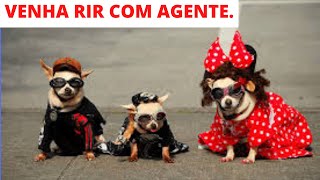 Cachorros Engraados - Cachorros Engraados - Vdeo Engraado de Cachorro 2021