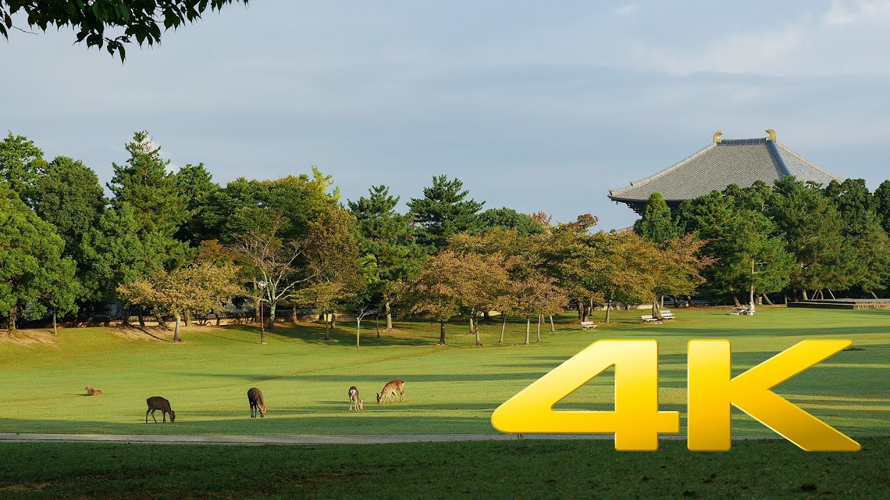Nara Park and Deer