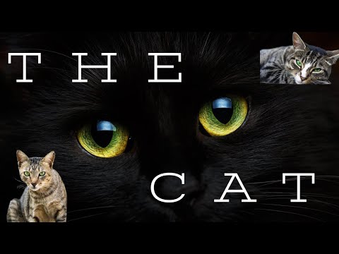 The  Cat