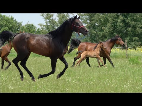 Polskie Araby! Stado Tadż Al Fahr - Hodowla Polskich Koni Arabskich Typu Kuhailan