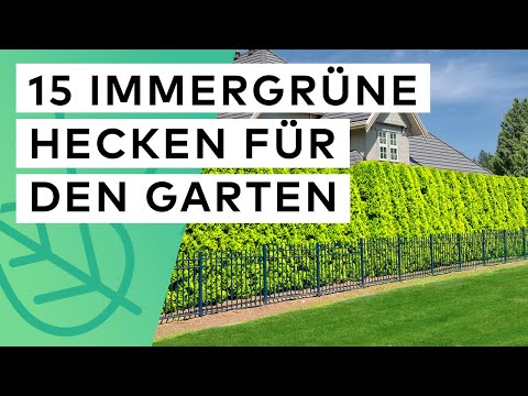Immergrüne Hecke 🍃 💚  15 Sträucher für einen günstigen & langlebigen Sichtschutz 👀 ❎
