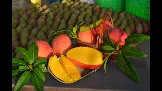 Mango   Beyond Sweet  Taiwan Leisure Farms Development Association  Full HD 5 Minutes