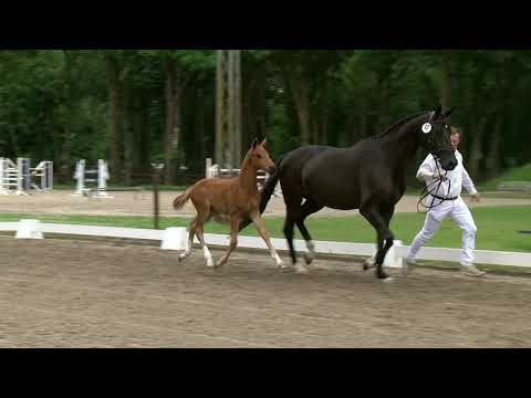 Broens, Feinrich-Governor