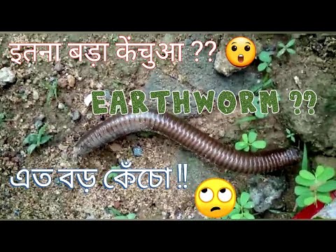 Earthworm / Big earthworm / केचुआ / बारा केचुआ / কেঁচো / বড় কেঁচো / Kechua / Kecho