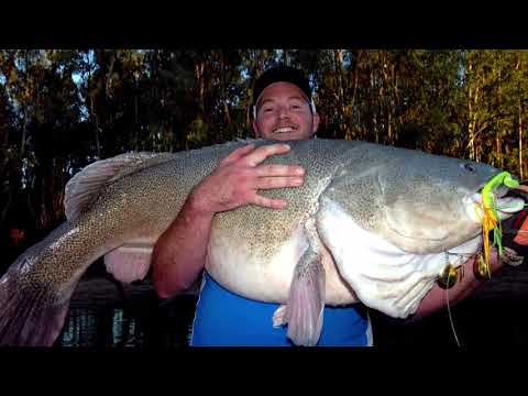 IFISH Monster Murray Cod with Rod!