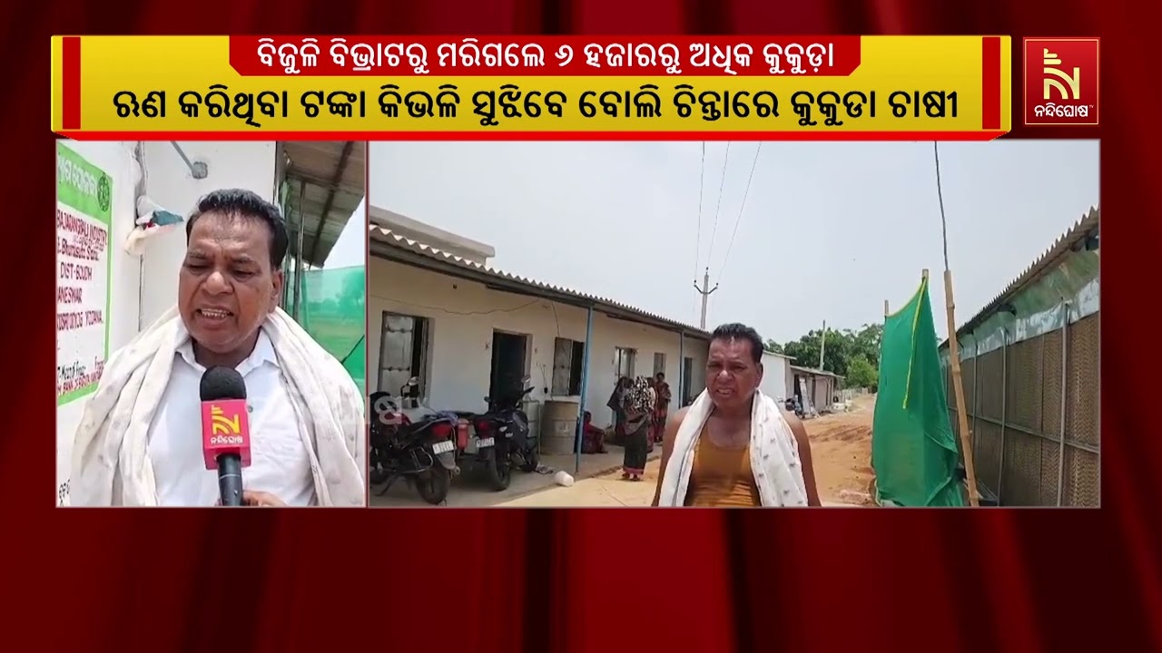 ବିଜୁଳି ଅଭାବରୁ ଫାର୍ମରେ ମରିଗଲେ ୬ ହଜାରରୁ ଅଧିକ କୁକୁଡ଼ା ;  
