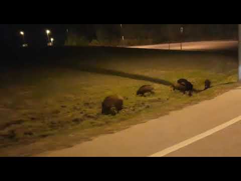 Una família de senglars a la rotonda d'entrada a Bellaterra