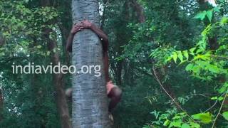 Toddy Tapping in Kerala