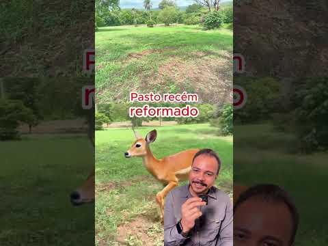 Oportunidades para pecuarista [Terras no Mato Gross]