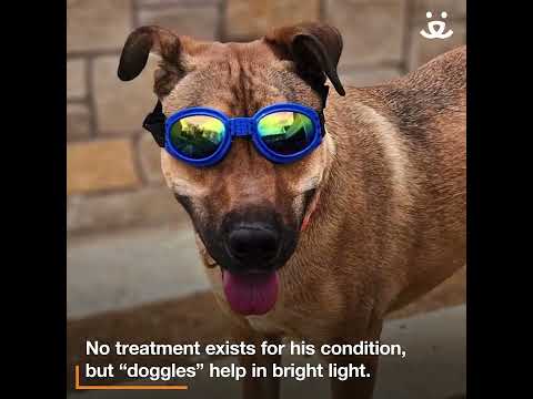 Doug the homeless dog's future is so bright he's gotta wear shades!