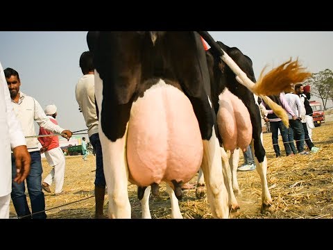 download lagu mp3 mp4 Holstein Friesian Cattle, download lagu Holstein Friesian Cattle gratis, unduh video klip Holstein Friesian Cattle