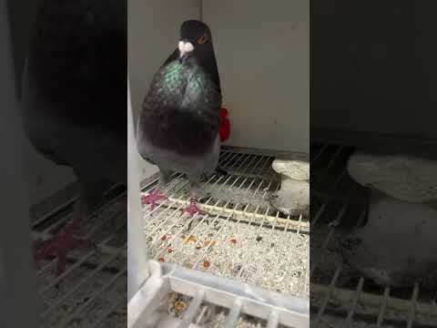 El mayombe cocodrilo con lagartija jjj