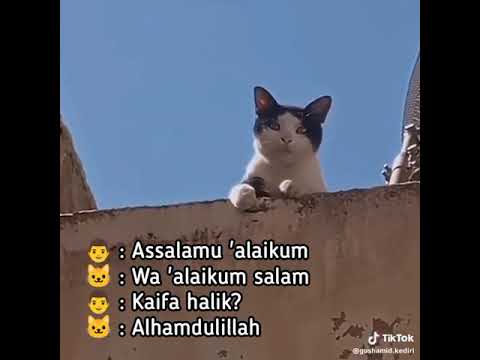 kucing bisa menjawab salam dari manusia
