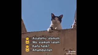 Download lagu kucing bisa menjawab salam dari manusia mp3 Download lagu kucing bisa menjawab salam dari manusia mp3