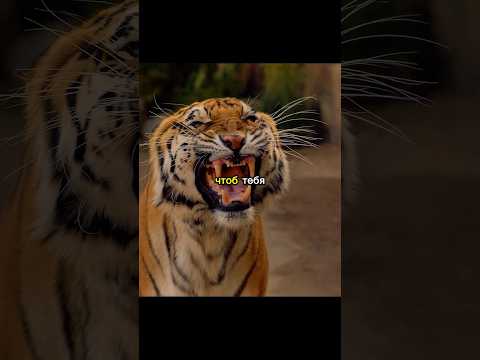 Оказался один на один с хищником.|🎬Сериал «911. Служба спасения»