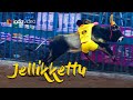 Jallikattu Traditional Event Mattu Pongal Tamil Nadu