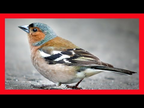 Pinka obyčajná — tri-frázová pieseň „chip-chip-chip cherry-erry-erry tissi-cheweeo