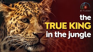The Untold Truth About Jaguars Revealed 🐆