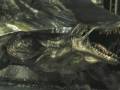Dino Crisis 3 Trailer