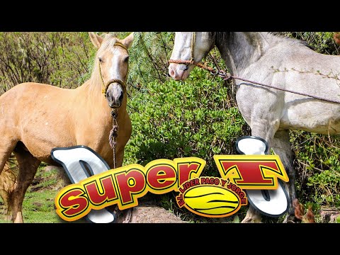 Grupo Super T - La Cumbia de los Caballos
