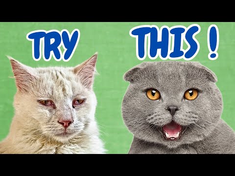 PICKY CAT GUIDE - How To Diet Transition Your Cat