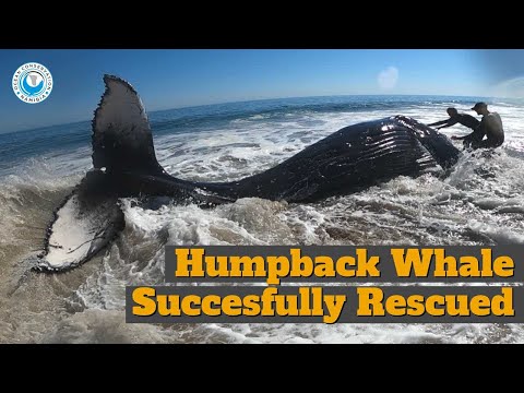 Successful Humpback Whale Rescue!