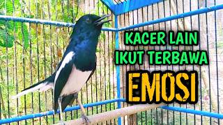Download lagu KACER LAIN IKUT TERBAWA EMOSI LANGSUNG NYAUT !! PANCINGAN KACER GACOR PASTI NYAUT AMPUH. mp3 Download lagu KACER LAIN IKUT TERBAWA EMOSI LANGSUNG NYAUT !! PANCINGAN KACER GACOR PASTI NYAUT AMPUH. mp3