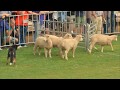Sheepdog Trials 2017
