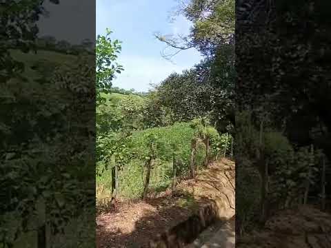 29/06/2026.Siembras de cultivos.Escalon,Guaymango, Ahuachapan sur.