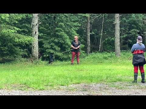 Symppis Nörtti MH-luonnekuvaus 15.6.2024 3/8