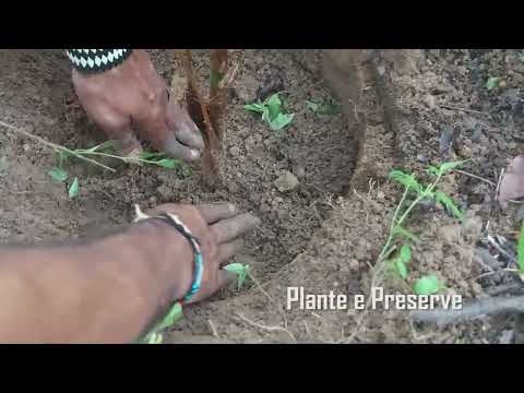 Plantio 03 da TV Plantando