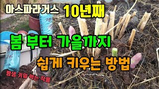 아스파라거스 이렇게만 하면 쭉~ 굵은 아스파라거스 수확해요 아스파라거스 웃거름 병해충