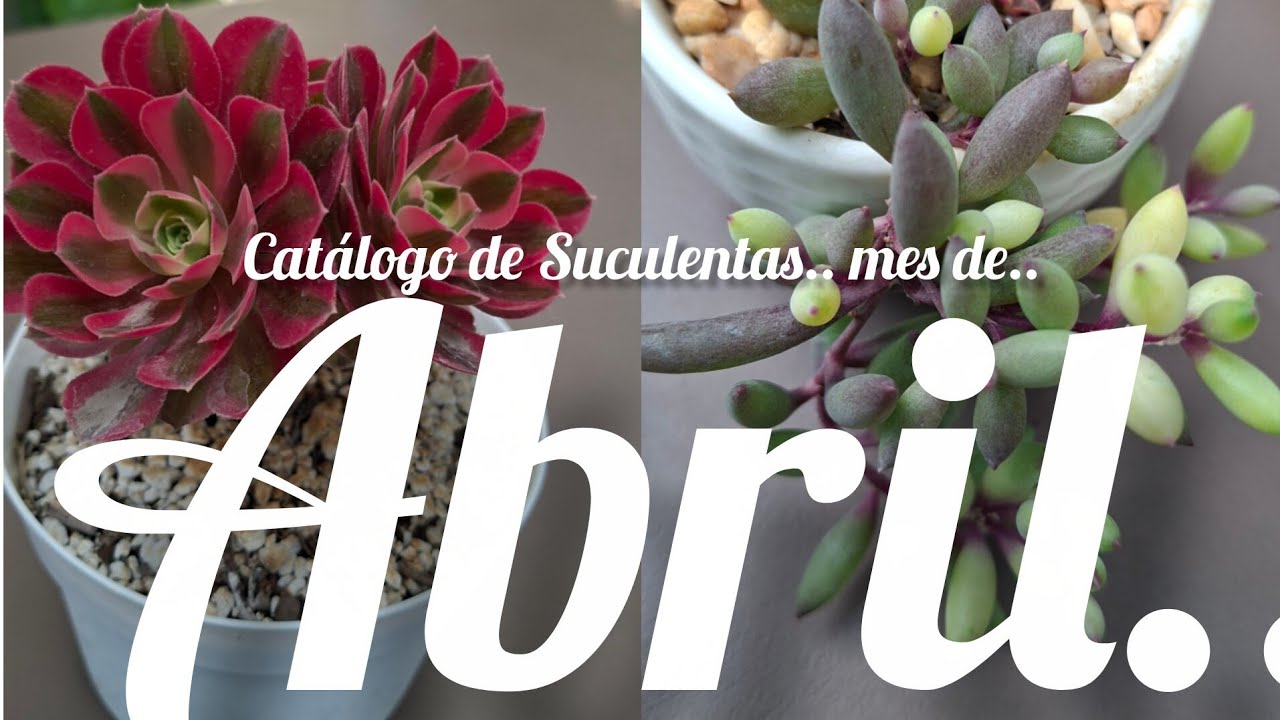 Succulent Catalog, April. #succulents #plants #garden