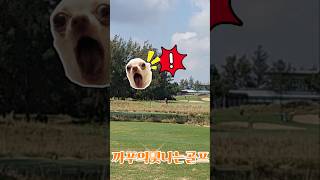 다낭cc는 러너를 조심하세요~! #golf #드라이버스윙 #골프에피소드 #베트남골프 #다낭cc