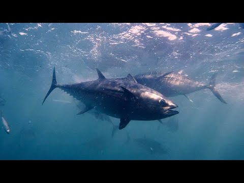 Der Rote Thun kehrt nach Europa zurück – ist das Comeback von Dauer?