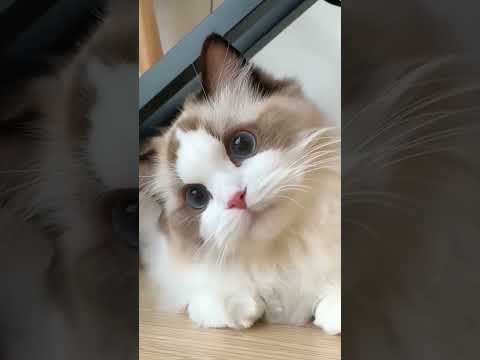 #petlovers#cutecatreaction#funnyvedios