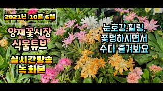 2021년 10월 6일 수요일  예쁜식물 보면서  수다떨어봐요 #양재꽃시장 #식물튜브