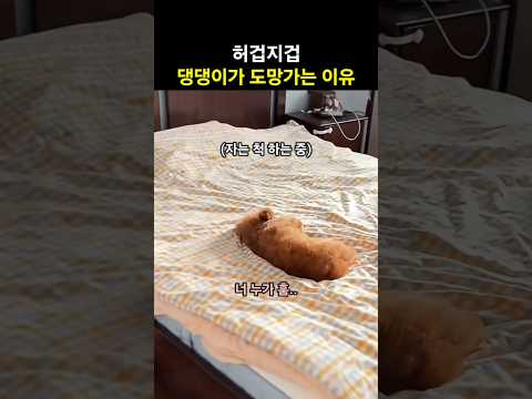 연기의 달인 댕댕이가 도망가는 이유