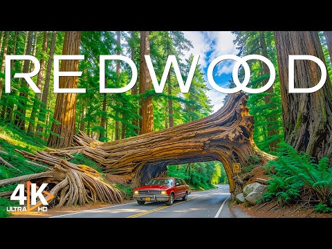 World Scenery 4K and 2 more