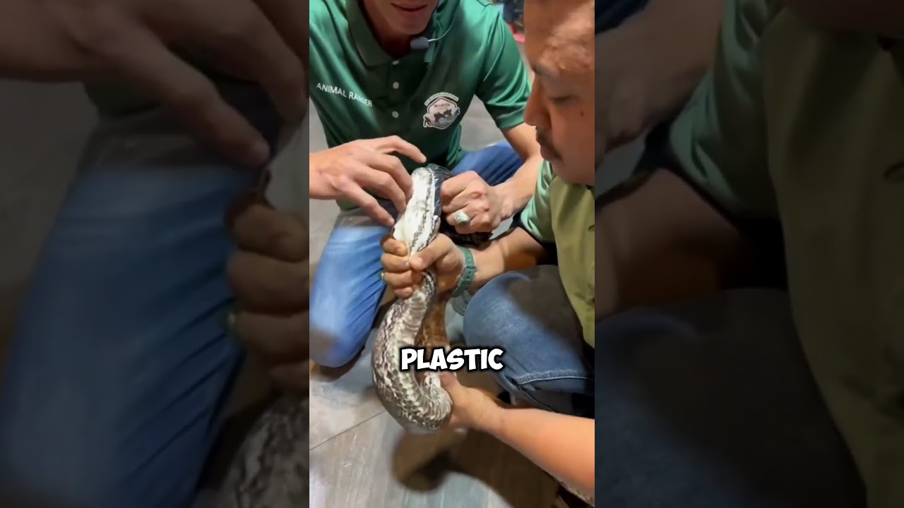 How Many Teeth Do Snakes Have? 🐍    (Source @Fact Stock) #shorts