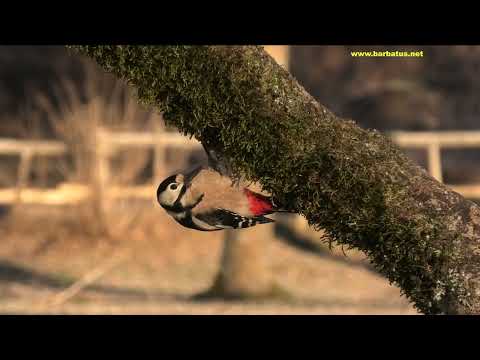 PICO PICAPINOS | GREAT SPOTTED WOODPECKER | Dendrocopos