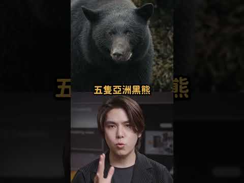 日本再爆發熊出沒危機！｜志祺七七 Shorts #daily