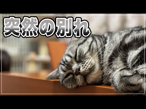 ピーターボールド・キャット