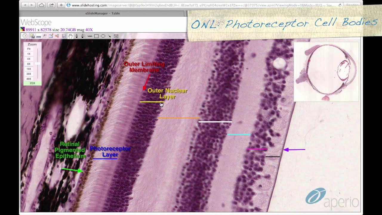 Histology Helper - Eye & Ear Histology