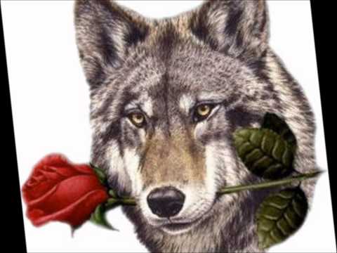 Lobo Domesticado - Tommy Olivencia