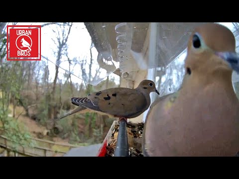 UrbanBirds ⭐️ Mourning Dove ⭐️ Birdfeeder Camera ⭐️ Bird Cam ⭐️ Bird Feeder Cam ⭐️ Urban Birds