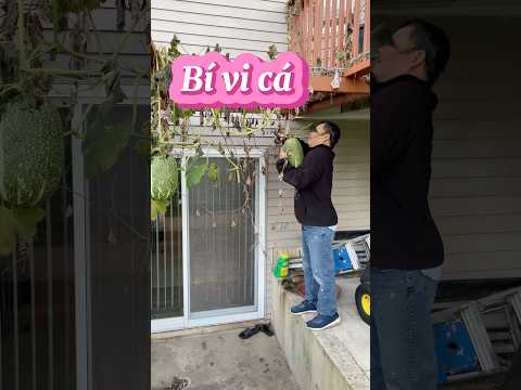 Thu hoạch bí vi cá #shorts #harvest #bivica