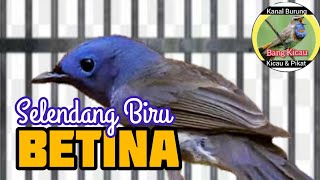 Download lagu SELENDANG BIRU BETINA - KEHICAP RANTING BETINA - @bangkicau1131 mp3