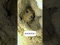 Awawa Awawa Viral Viralvideo Viralshorts Fyp Trending Shorts